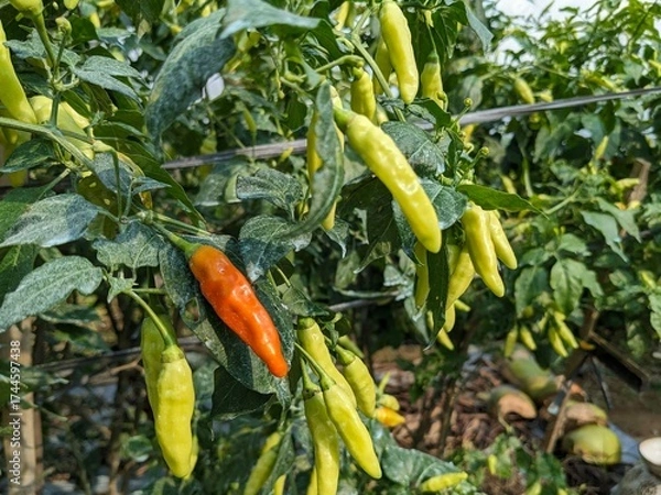 Obraz Close-up view of a chili pepper plant with various peppers in different stages of ripeness.