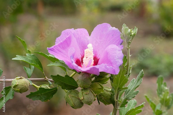 Obraz A pink Hibiscus syriacus. Rose of Sharon in the park