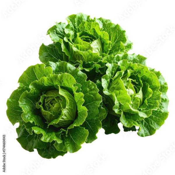 Fototapeta Close-up of three fresh, vibrant green lettuce heads arranged on a stark black background