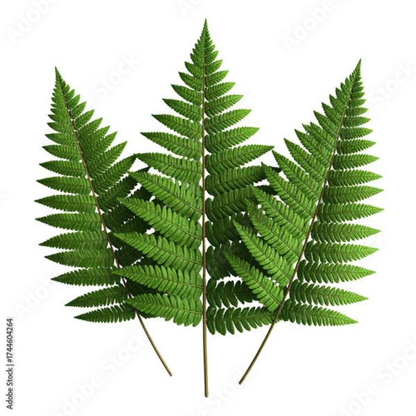 Fototapeta Three detailed green fern leaves in a cluster, with a dark background