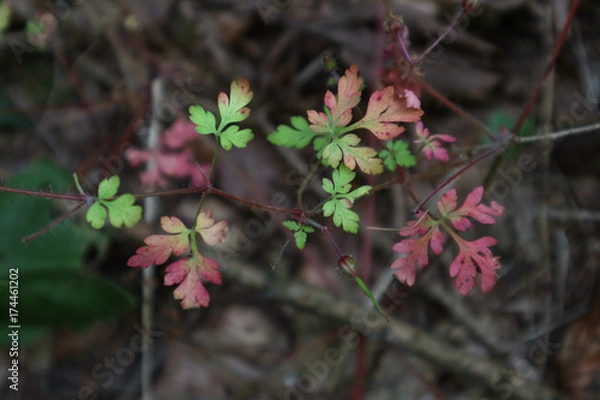 Fototapeta Ruprechtskraut