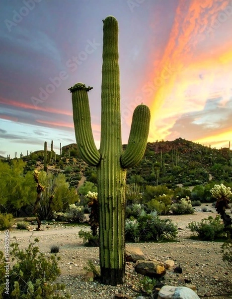 Obraz Saguaro cactus at sunset