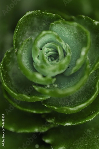 Fototapeta Macro closeup of green succulent plant with delicate rosette-shaped leaves, fine details and soft natural light. Geometric beauty of nature. Background for eco-friendly concepts, botanical design.