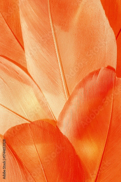 Fototapeta Aesthetic nature closeup macro pattern from red orange bird feathers, natural texture as natural background, wallpaper, backdrop, design concepts. Warm Monochrome gradient autumn colors, seasonal mood