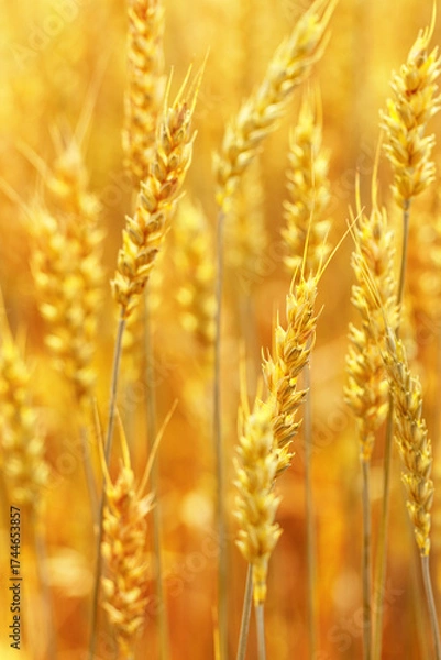 Fototapeta Golden Wheat field background, ripening ears of wheat on field at natural light. Yellow ripe grains bread crop, good harvest in agricultural field, autumn season. Crops field grain culture at sunlight
