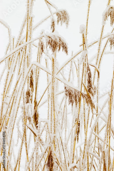 Fototapeta Snow-Covered plants in Winter Landscape, Close-up pampas grass as natural aesthetic pattern, minimalism in beauty of nature, vertical poster, frosty reeds in serene wintertime scenery, neutral tones