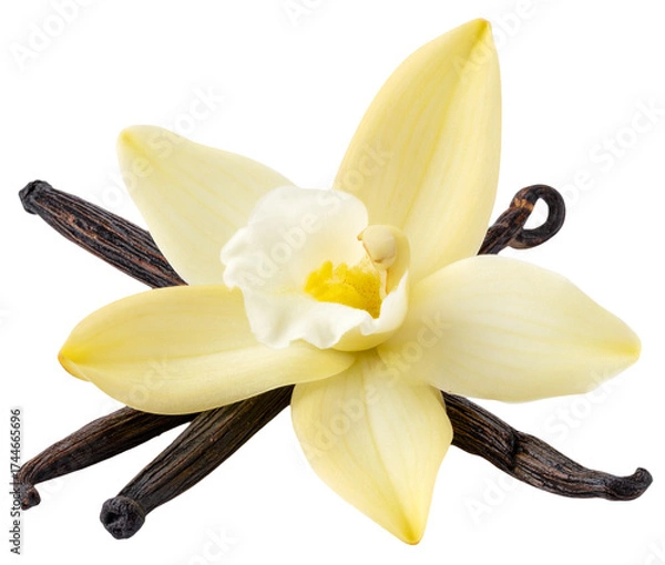 Obraz vanilla beans and flower isolated on white background