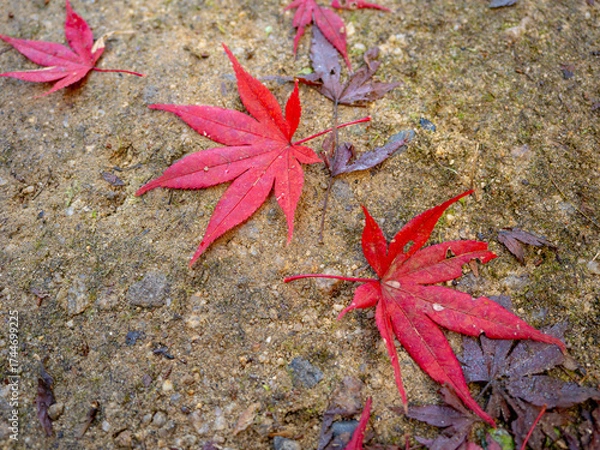 Obraz 秋を告げる紅の落葉