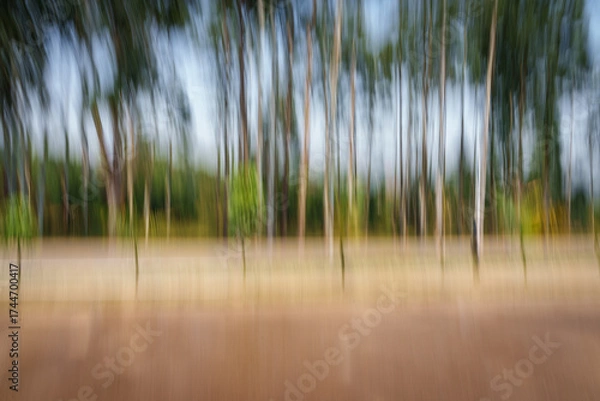 Fototapeta Impressionist background of eucalyptus trees growing along Rwandan rural highway
