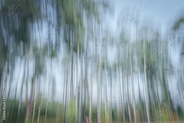 Fototapeta Impressionist background of eucalyptus trees growing along Rwandan rural highway