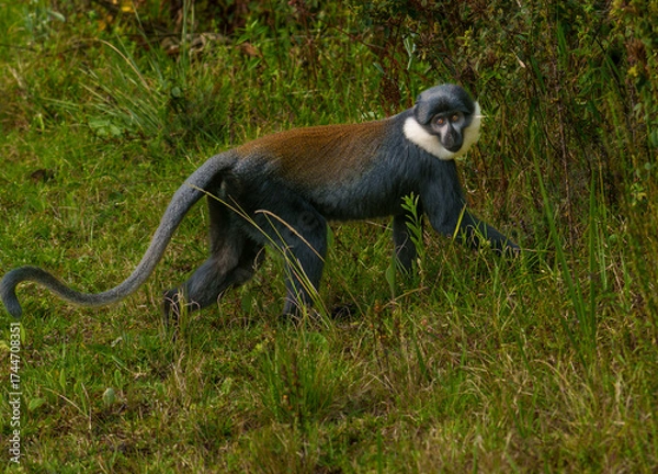 Fototapeta Colobus monkey beside highway in Nyungwe National Park mountains in Rwanda.