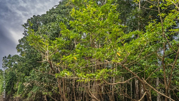 Fototapeta Wild monkey on a tropical tree. The macaque hid and lurk among the green leaves on a branch. Clouds in the sky. Malaysia. Borneo. Kinabatangan River Nature Reserve.