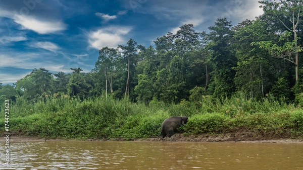 Fototapeta The pygmy elephant comes out of the river. The animal climbs onto a clay bank. Thickets of tall green grass on the riverbank. Rain forest trees against a blue sky and clouds. Malaysia. Borneo. 