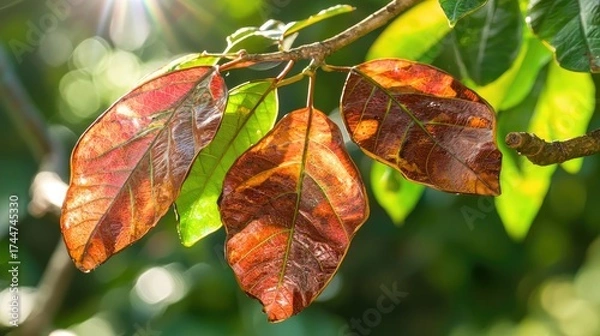Fototapeta Three leaves on a branch with a blurred green background.