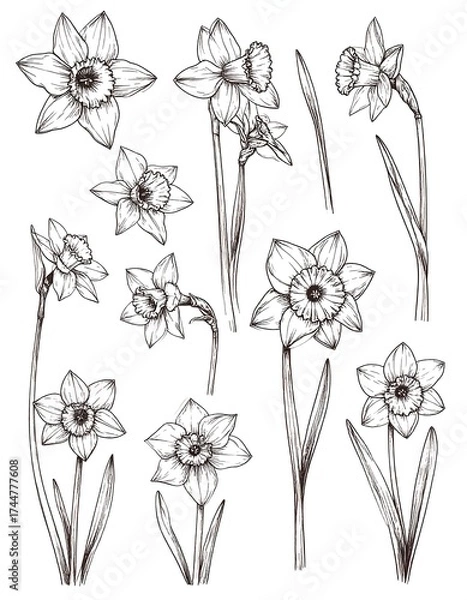 Fototapeta Collection of detailed line drawings of daffodils.  Various angles and positions.  Botanical style