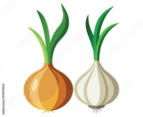 Fototapeta Illustration of a yellow onion and a white garlic bulb side by side