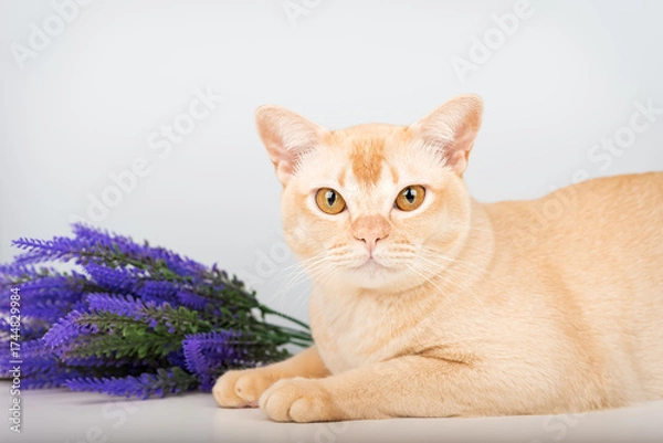 Fototapeta A Burmese cat with yellow eyes and a sprig of lavender