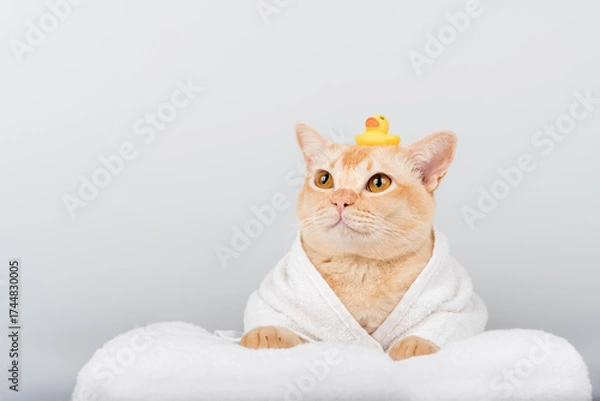 Fototapeta Funny ginger cat in bathrobe with rubber duck