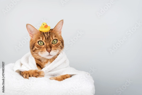 Fototapeta A funny Bengal cat in a towel with a rubber ducky