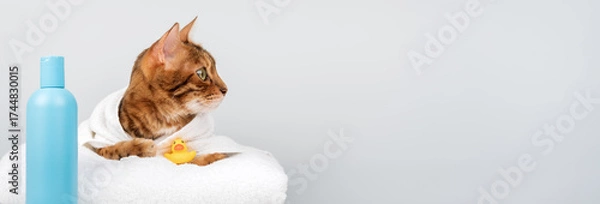 Fototapeta Bengal cat in a towel with shampoo and a rubber duck.