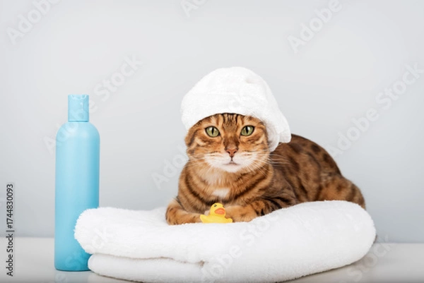 Fototapeta Bengal cat in a towel with a rubber ducky