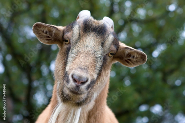 Obraz Billy Goat Portrait