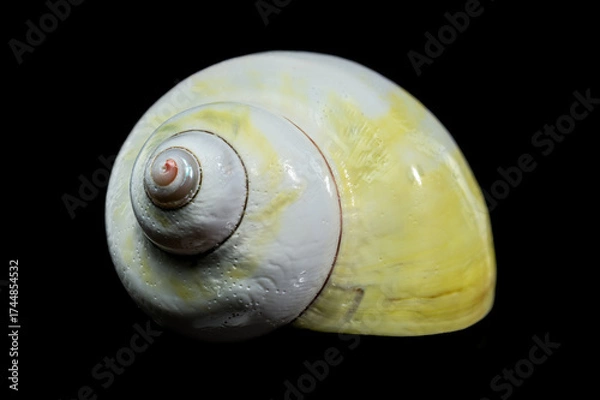 Fototapeta Polished Yellow Moon Shell Spiral Close-up Against Black Background