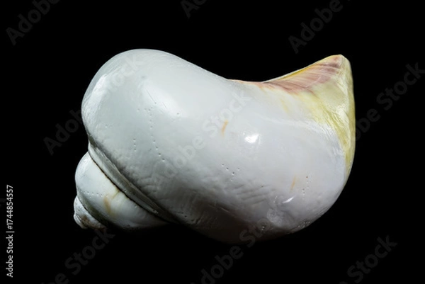 Fototapeta Polished Yellow Moon Shell Spiral Close-up Against Black Background