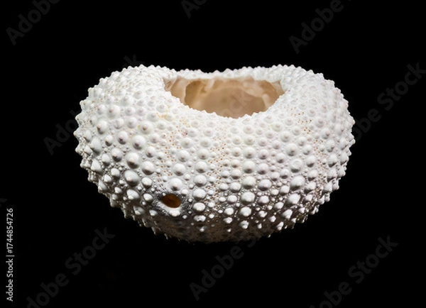 Fototapeta White Sea Urchin Shell Against Black Background Detailed Close-up View