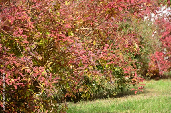 Fototapeta beautiful autumn background with bushes in the park