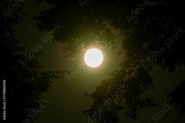 Obraz 森から見た満月