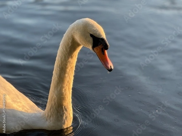 Obraz mute swan cygnus olor