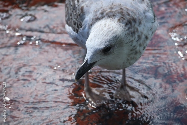 Fototapeta black headed gull