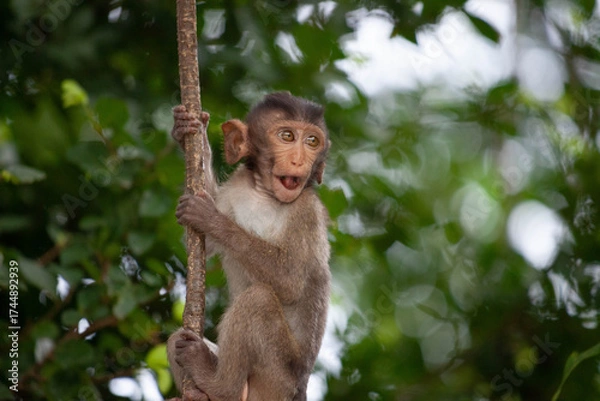 Fototapeta 可愛いサル
