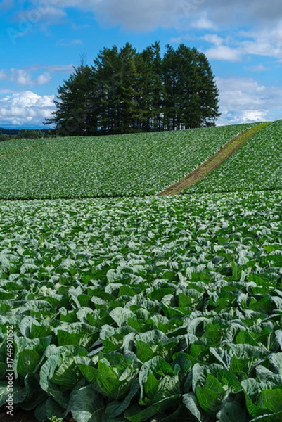 Fototapeta 高原のキャベツ畑