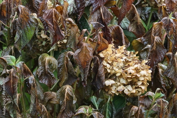 Obraz Flowers and leaves of large-leaved hydrangea in the garden after the first autumn frosts