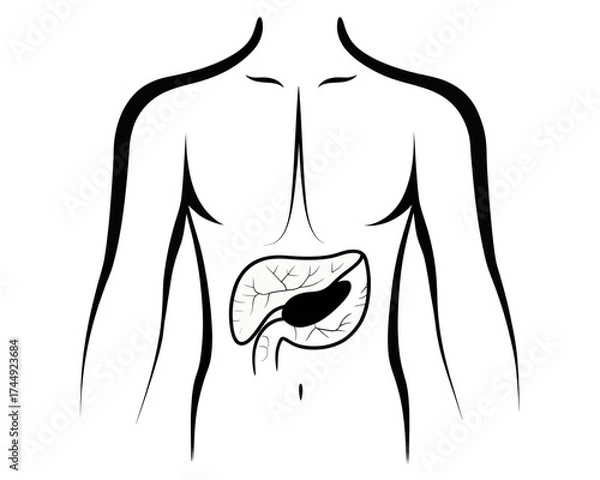 Fototapeta Illustration of human torso with pancreas and gallbladder anatomy in black and white simple drawing | editable eps vectors silhouette