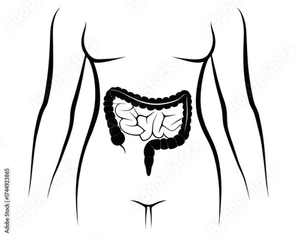 Fototapeta Illustration of a human torso with visible intestines in black and white line art style drawing design | editable eps vectors silhouette