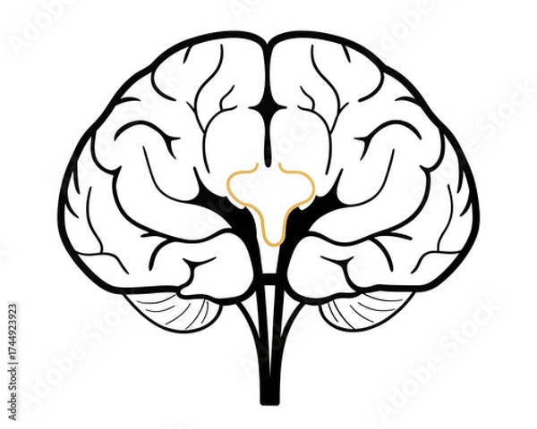 Fototapeta Illustration of a human brain with visible lobes and a golden thalamus against a white background view from front | editable eps vectors silhouette