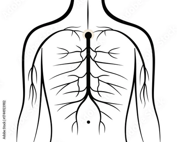 Fototapeta Illustration of a human body with a neural network shown on the back and upper body area view | editable eps vectors silhouette