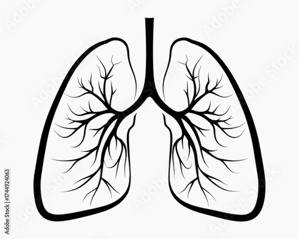 Fototapeta Illustration of human lungs with branching bronchioles in black outline on a white background anatomy diagram | editable eps vectors silhouette