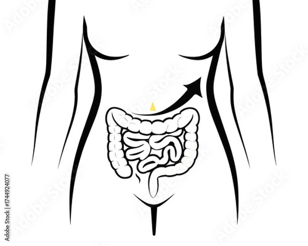 Fototapeta Illustration of a human body with an arrow pointing to the small intestine and a yellow triangle above it | editable eps vectors silhouette