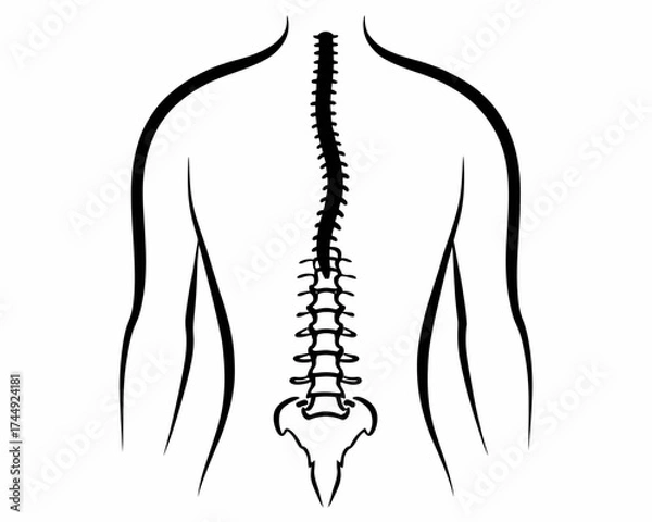 Fototapeta Human back anatomy illustration featuring the spine vertebrae and shoulder blades in black and white style | editable eps vectors silhouette