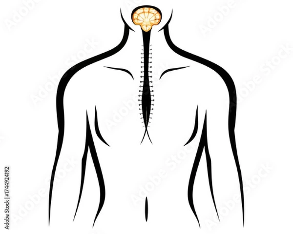 Fototapeta Stylized depiction of a body with visible brain and spinal cord held together by sutures running down back | editable eps vectors silhouette