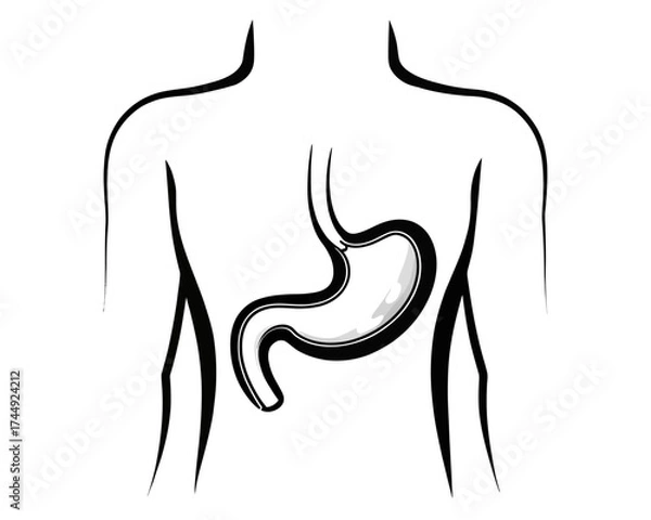 Fototapeta Illustration of a human torso with a stomach organ visible in the abdominal area anatomy diagram | editable eps vectors silhouette