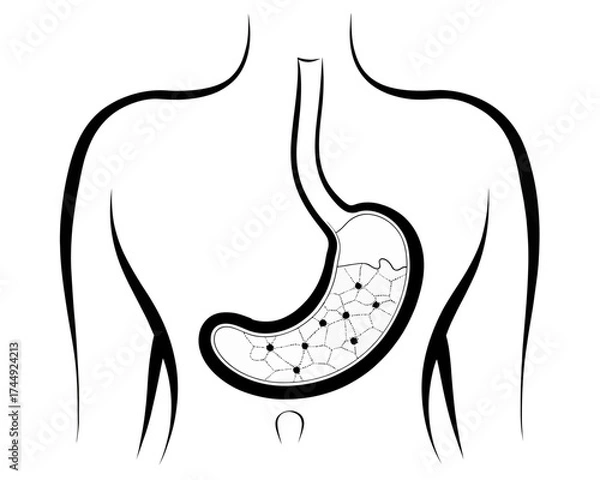 Fototapeta Illustration of a human torso with the stomach visible showing internal structure and contents inside it | editable eps vectors silhouette