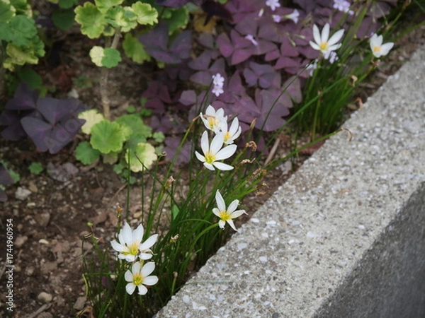 Obraz タマスダレの花が咲いている