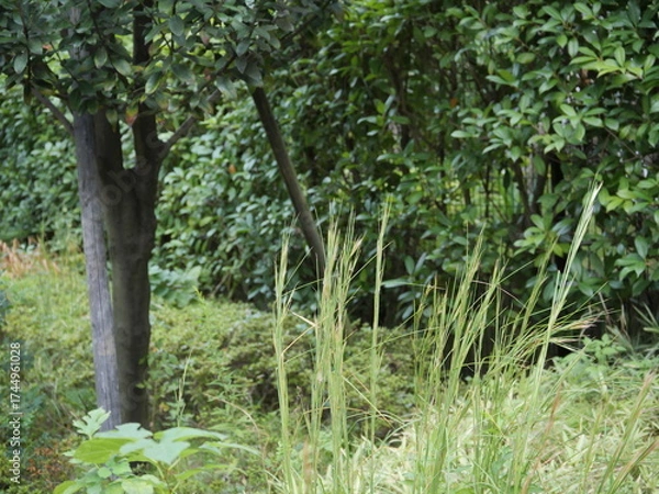 Fototapeta 公園の風景