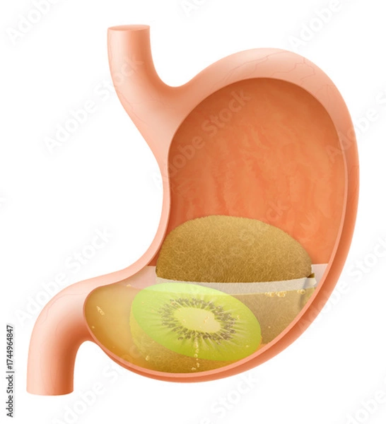 Fototapeta Human Stomach with kiwi fruit. The stomach digests kiwi. A stomach filled with healthy and wholesome food. Proper nutrition. Realistic 3d Vector illustration. Food digestion process.