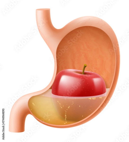 Fototapeta Human Stomach with red apple. The stomach digests apple. A stomach filled with healthy and wholesome food. Proper nutrition. Realistic 3d Vector illustration. Food digestion process illustration